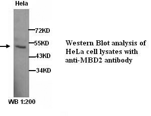 MBD2 Antibody