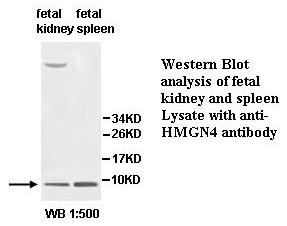 HMGN4 Antibody