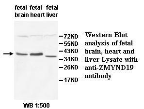 ZMYND19 Antibody