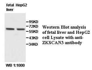 ZKSCAN3 Antibody