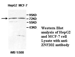 ZNF202 Antibody