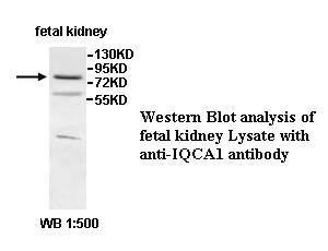 IQCA1 Antibody