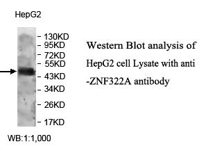 ZNF322A Antibody