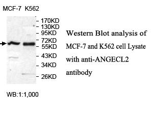 ANGEL2 Antibody