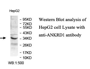 ANKRD1 Antibody