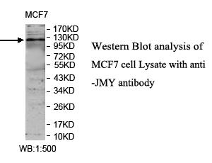 JMY Antibody
