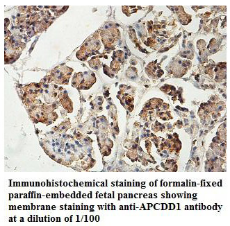 APCDD1 Antibody