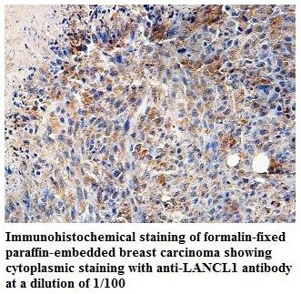 LANCL1 Antibody