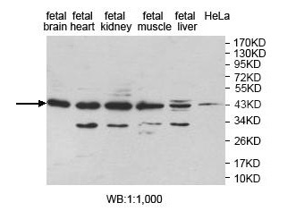 LANCL1 Antibody