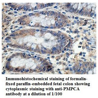 PMPCA Antibody