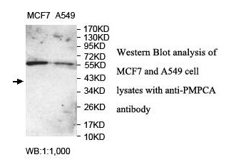 PMPCA Antibody