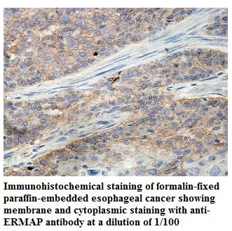 ERMAP Antibody