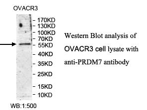 PRDM7 Antibody