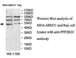 PPP2R2C Antibody