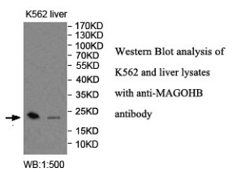 MAGOHB Antibody