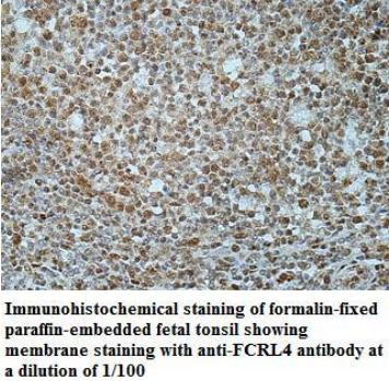 FCRL4 Antibody