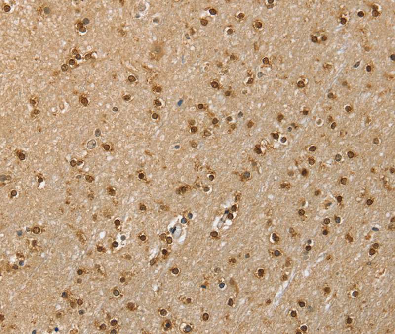 RNH1 Antibody