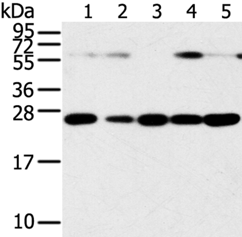 SNAP23 Antibody
