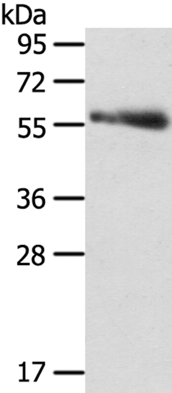 SRPK3 Antibody