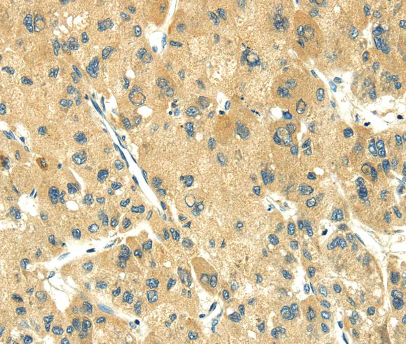 TRIM10 Antibody