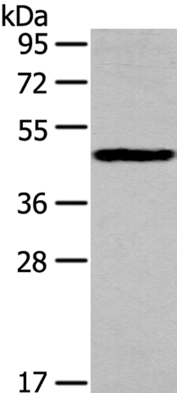 IL3RA Antibody