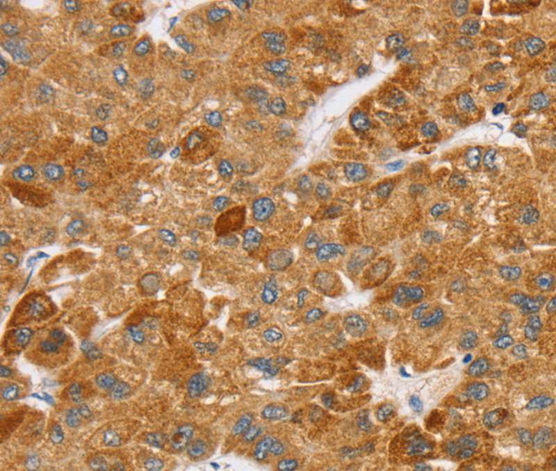 SPARCL1 Antibody
