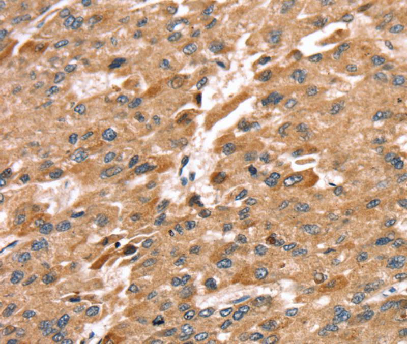 SDC3 Antibody