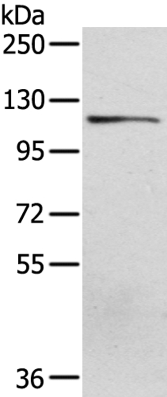 UBA1 Antibody
