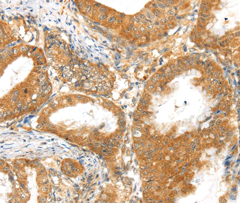MPP6 Antibody