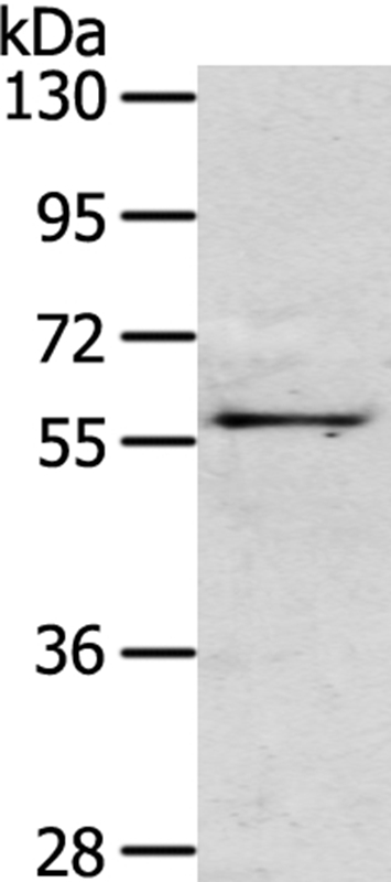 OLFM3 Antibody