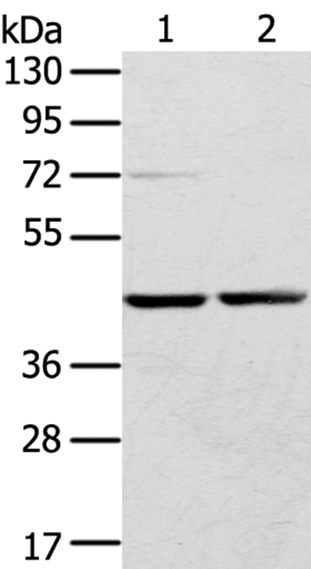 RRAGA Antibody