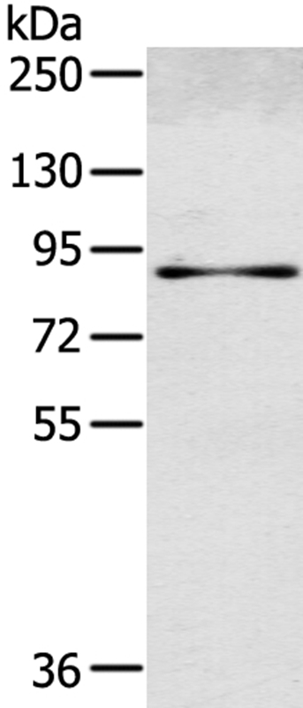 SEMA4G Antibody