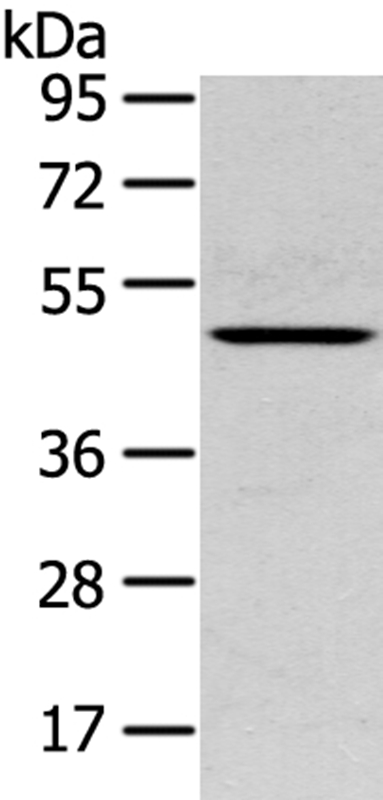 SERPINB11 Antibody