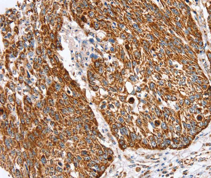 SSBP1 Antibody