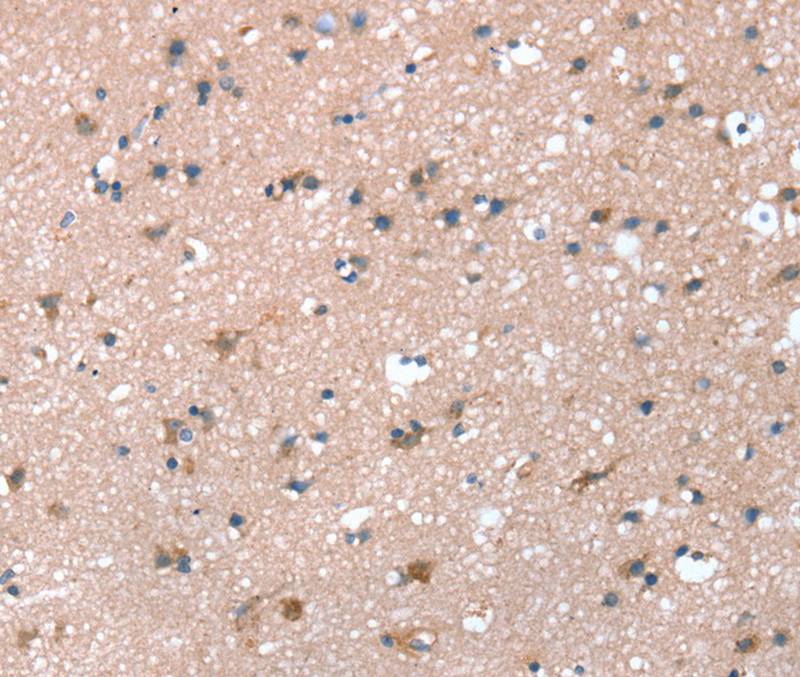 PRSS8 Antibody