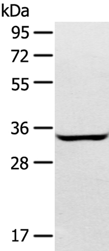 STX2 Antibody