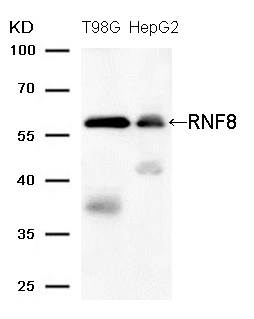 RNF8 (Ab-137) Antibody