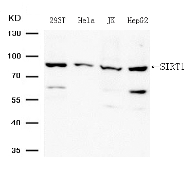 SIRT1 (Ab-344) Antibody