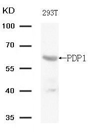 PDP1 (Ab-381) Antibody