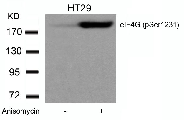 eIF4G (phospho-Ser1231) Antibody