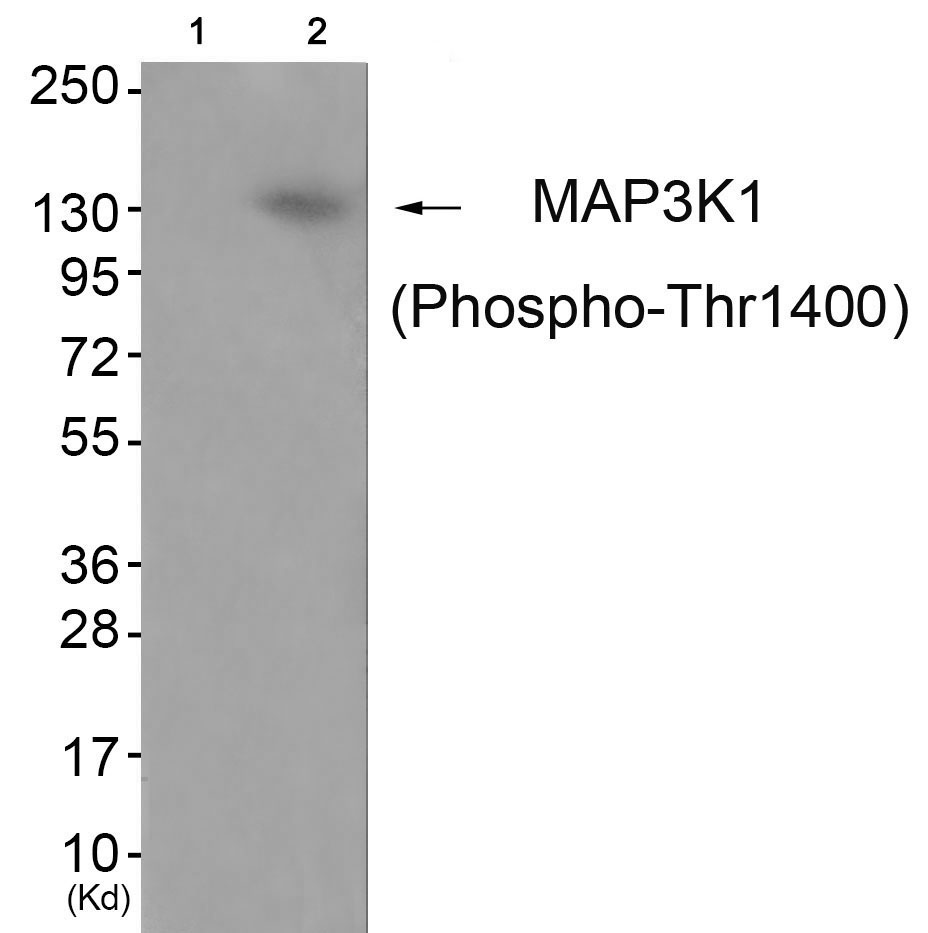 MAP3K1 (Phospho-Thr1400) Antibody