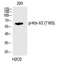 Krs-1/2 (Phospho-Thr183) Polyclonal Antibody