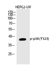 p38 (Phospho-Tyr323) Polyclonal Antibody