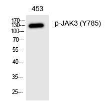 JAK3 (Phospho-Tyr785) Polyclonal Antibody
