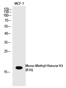 Histone H3 (Mono-Methyl-Lys10) Polyclonal Antibody