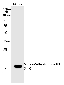 Histone H3 (Mono-Methyl-Lys37) Polyclonal Antibody