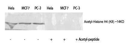 Histone H4 (Acetyl-Lys8) Polyclonal Antibody