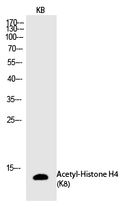 Histone H4 (Acetyl-Lys8) Polyclonal Antibody