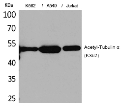 Tubulin α (Acetyl-Lys352) Polyclonal Antibody