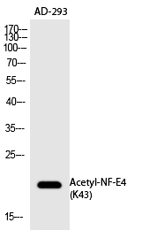 NF-E4 (Acetyl-Lys43) Polyclonal Antibody